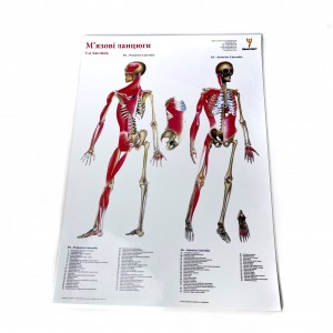 Комплект плакатів "М'язові ланцюги" (з 3 частин) Медіспорт