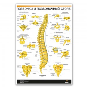 Плакат "Хребет людини" Медіспорт